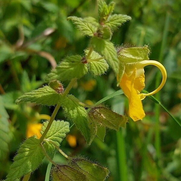 Rhynchocorys orientalis Blodyn