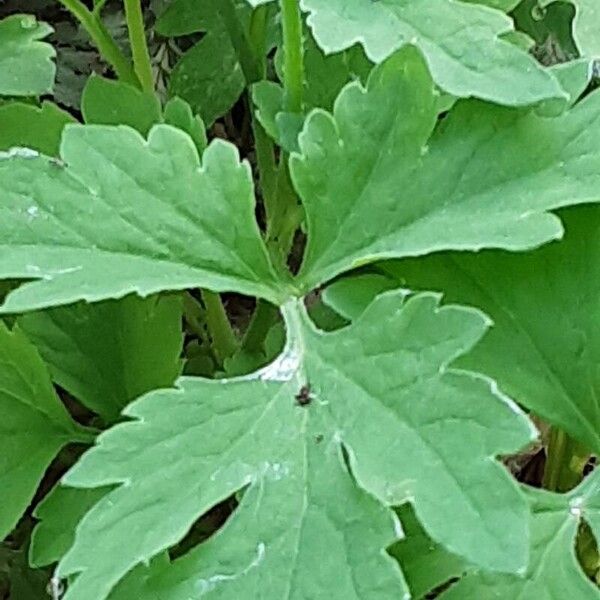 Papaver cambricum Fuelha