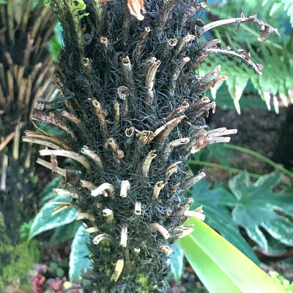 Blechnum gibbum Агульны выгляд