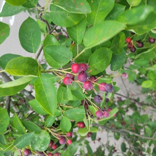 Amelanchier canadensis Fruit