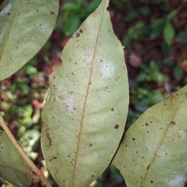 Xylopia aethiopica Blad