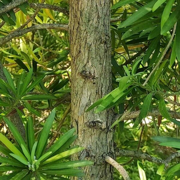 Podocarpus lambertii Bark