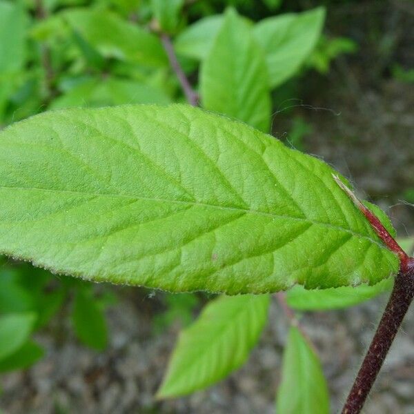 Crataegus germanica Leaf