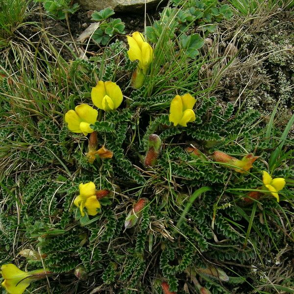 Chesneya nubigena Habitat