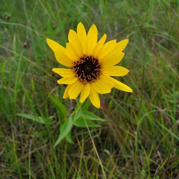 Helianthus pauciflorus Flower