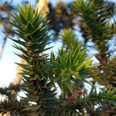 Araucaria angustifolia 葉