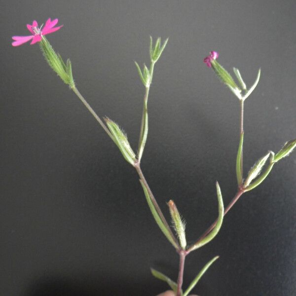 Dianthus nudiflorus ᱛᱟᱦᱮᱸ