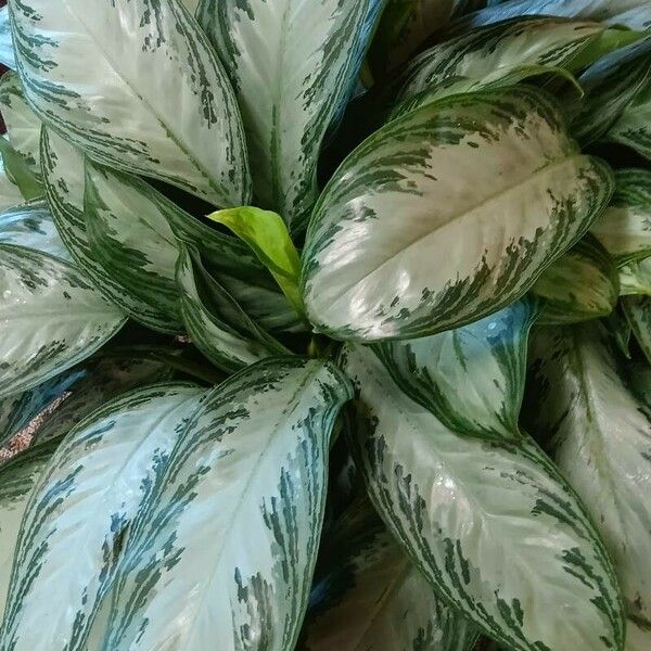 Aglaonema nitidum Leaf