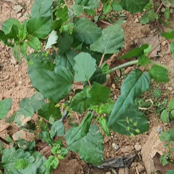 Boerhavia erecta Leaf