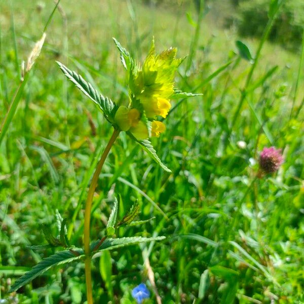 Rhinanthus minor Blüte