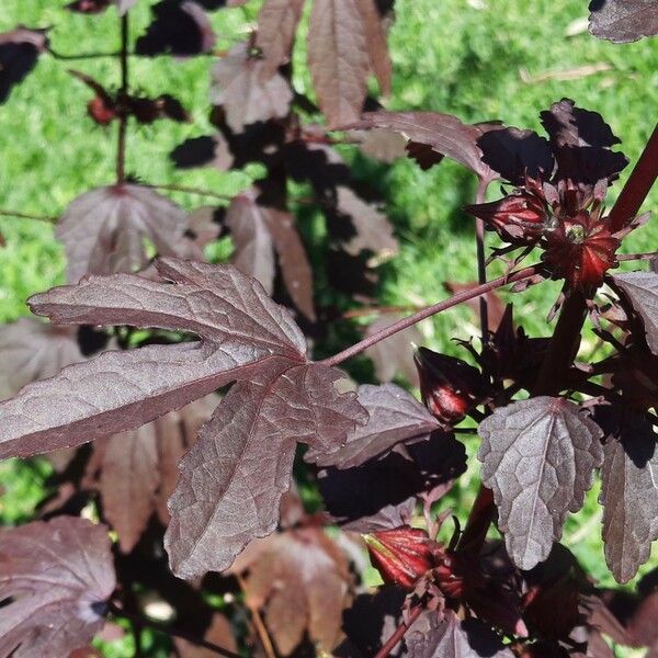 Hibiscus sabdariffa Leaf