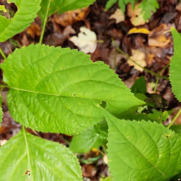 Collinsonia canadensis Blatt