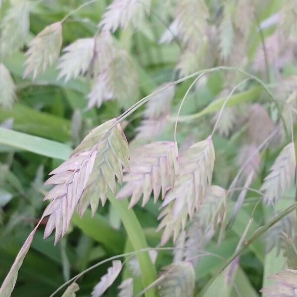 Chasmanthium latifolium Blomst