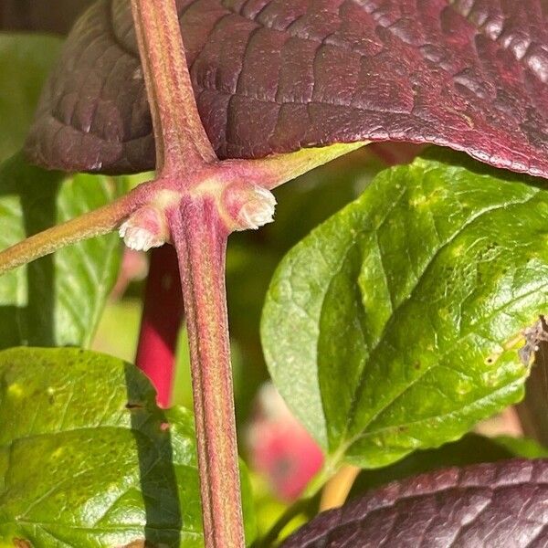 Cornus sericea Écorce