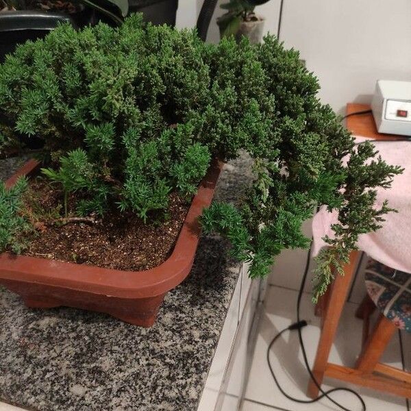 Juniperus chinensis Habitus