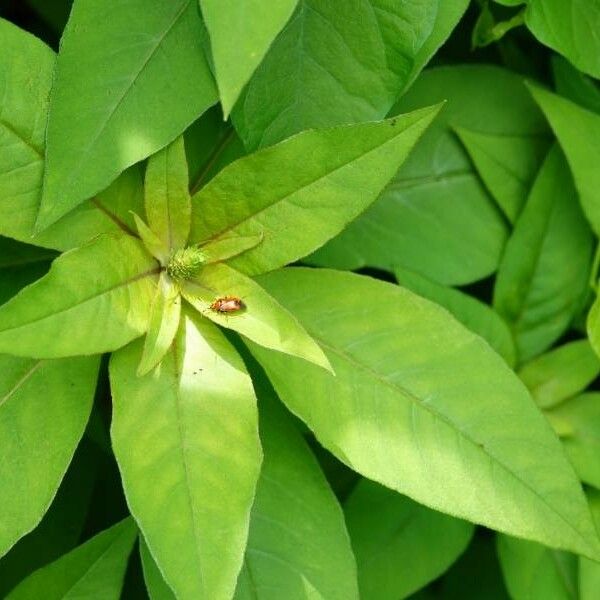 Lysimachia punctata Fuelha