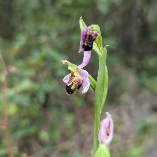 Ophrys apifera Flower