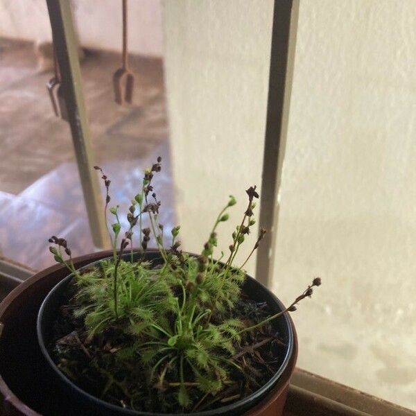 Drosera capensis ഇല