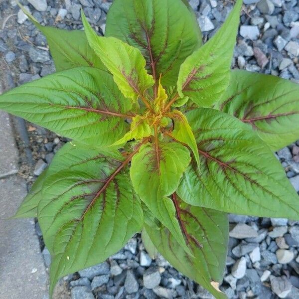 Amaranthus tricolor Leaf