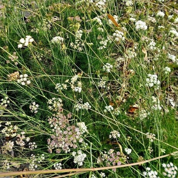 Ligusticum mutellina Flors