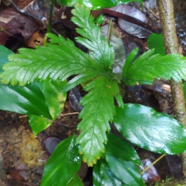 Selaginella parkeri Лист