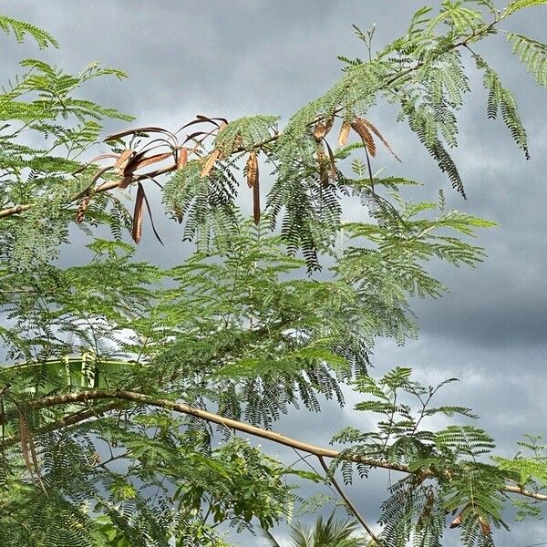 Leucaena leucocephala পাতা