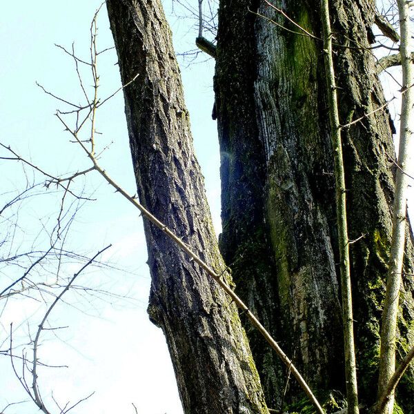 Robinia pseudoacacia Kora