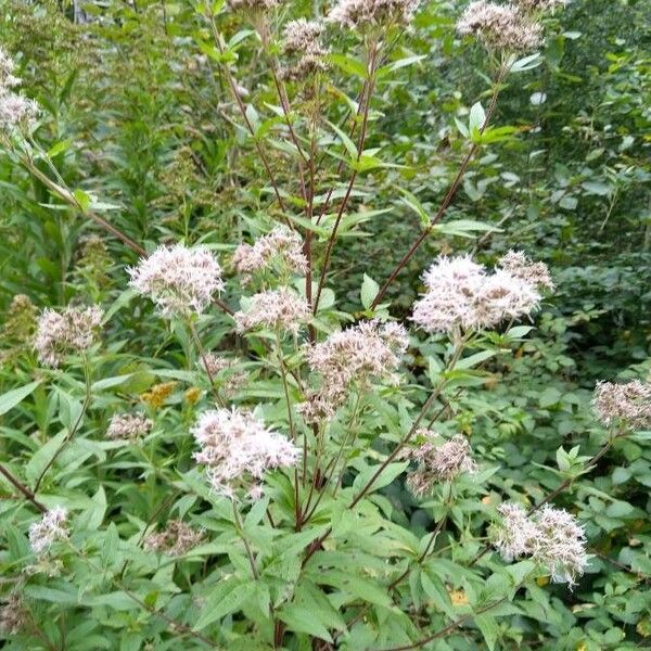 Eupatorium cannabinum Çiçek