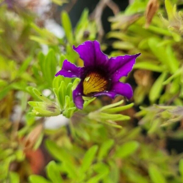 Calibrachoa parviflora പുഷ്പം