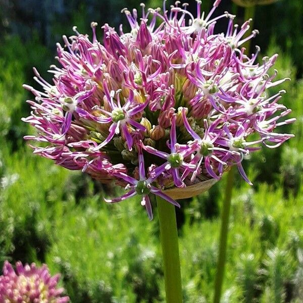 Allium nigrum 花