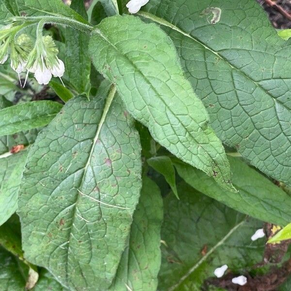 Symphytum orientale Leaf