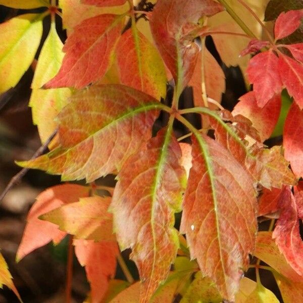 Parthenocissus inserta Lehti