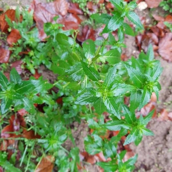 Mercurialis annua Blatt