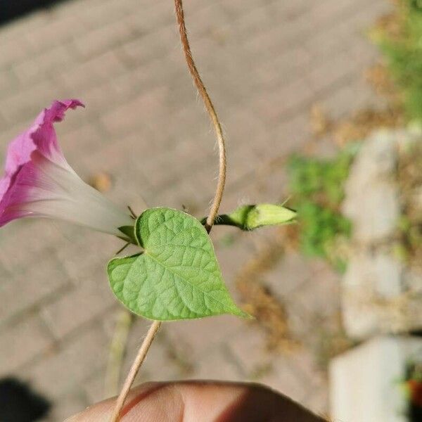 Ipomoea nil Leaf