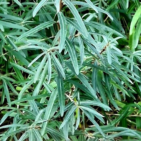 Hippophae rhamnoides Leaf