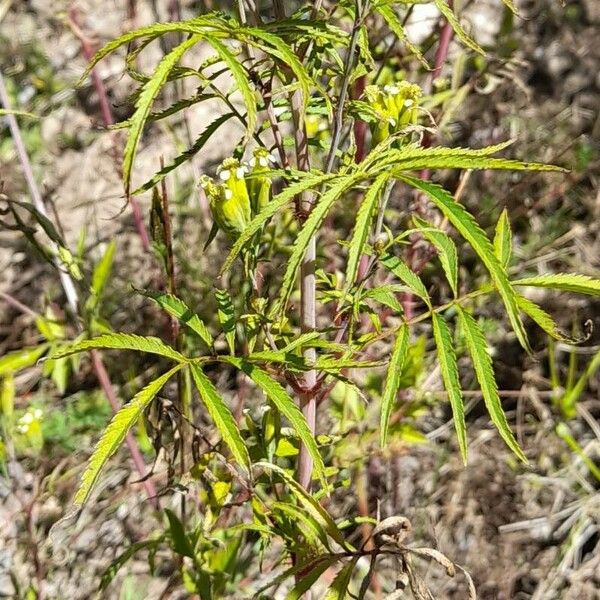 Tagetes minuta Leaf