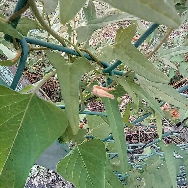 Paederia foetida Fruto