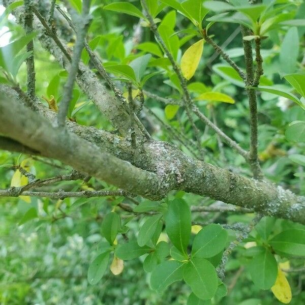 Ligustrum vulgare Bark