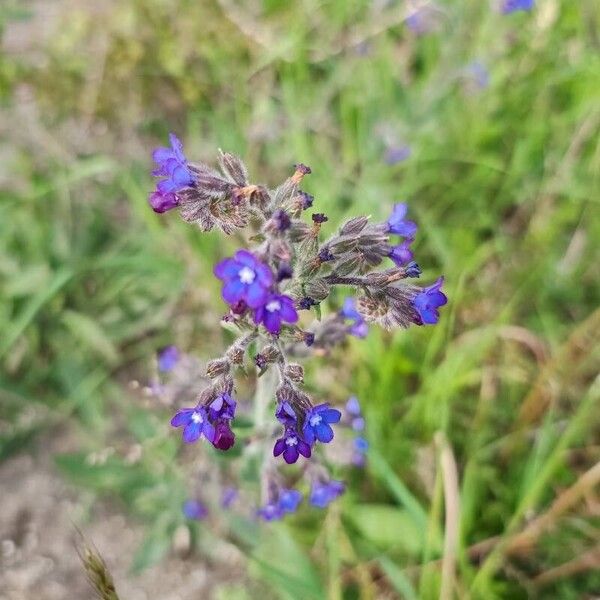 Anchusa officinalis Cvet