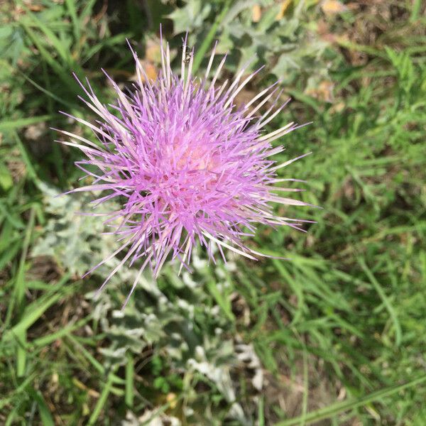 Cirsium undulatum Flor