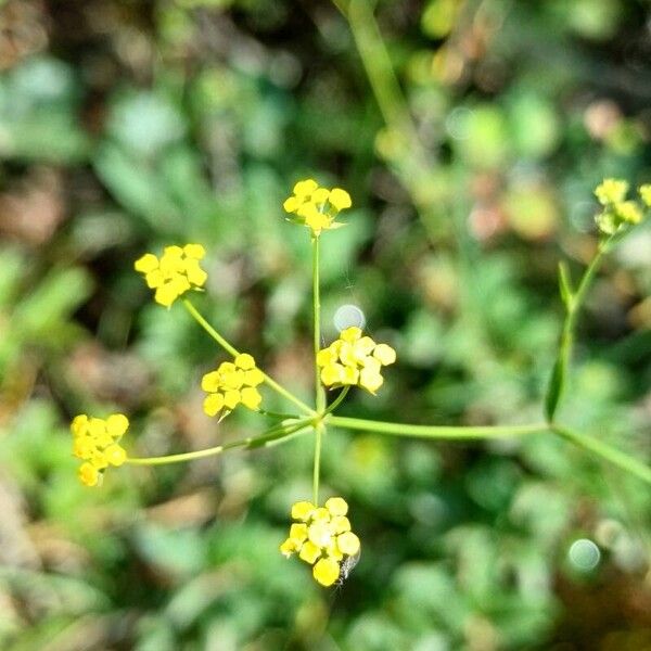 Bupleurum falcatum Кветка