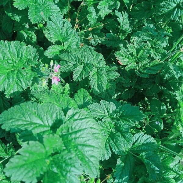 Erodium aethiopicum List