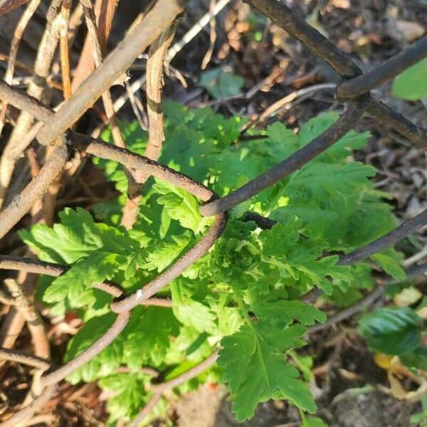 Tanacetum parthenium Folha