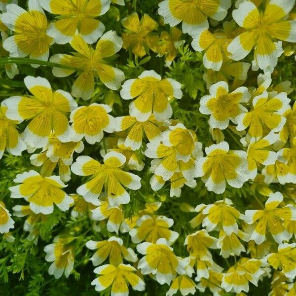 Limnanthes douglasii 花