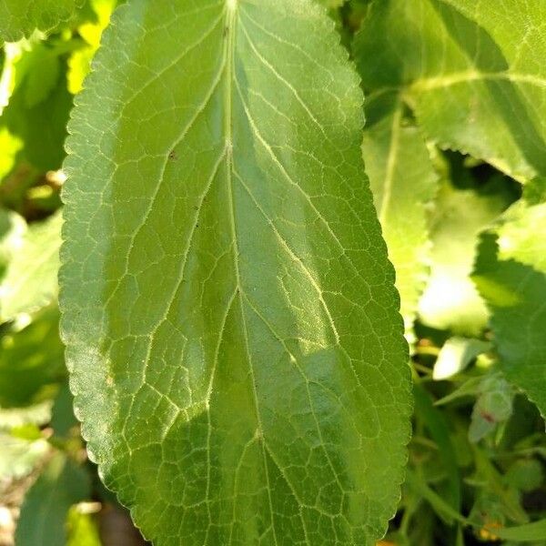 Opopanax chironium Leaf