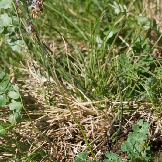 Thalictrum alpinum عادت