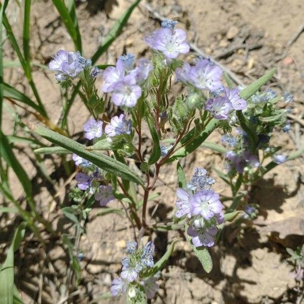 Phacelia linearis Цвят