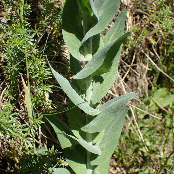 Turritis glabra Leaf