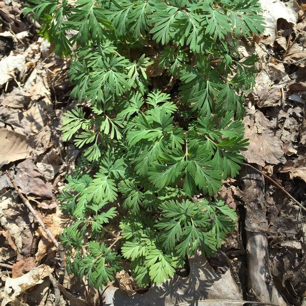 Dicentra canadensis Habitus