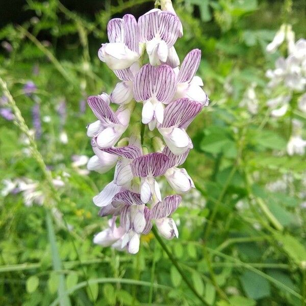 Vicia sylvatica Bloem